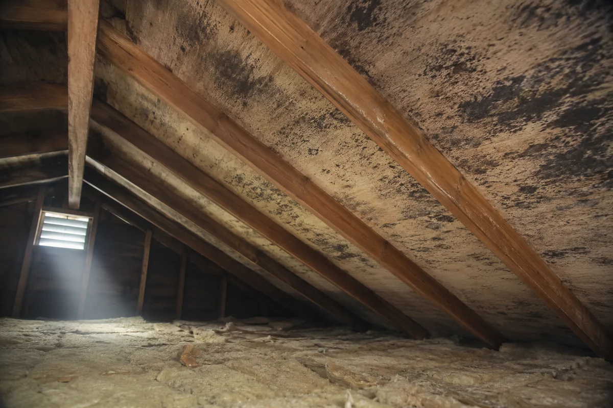Mold on attic rafters